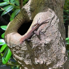 Anolis cristatellus