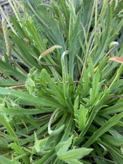 Plantago coronopus