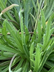 Plantago coronopus