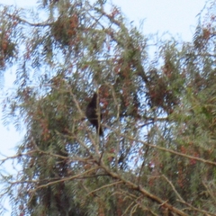Diglossa carbonaria
