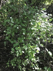 Schaefferia argentinensis