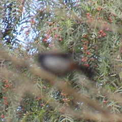 Diglossa carbonaria