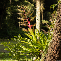 Vriesea philippocoburgi