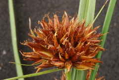 Rhynchospora glomerata