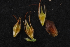 Rhynchospora glomerata