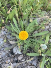 Anacyclus valentinus