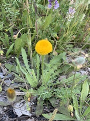 Anacyclus valentinus