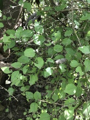 Schaefferia argentinensis