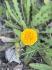 Anacyclus valentinus