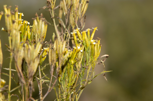 Tagetes minuta iNat (2)