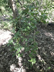 Schaefferia argentinensis