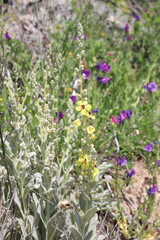 Verbascum rotundifolium