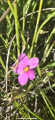 Chironia decumbens