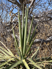 Yucca capensis