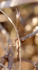 Episcopomantis chalybea