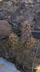 Austrocylindropuntieae