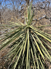 Yucca capensis