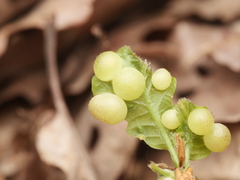 Neuroterus quercusbaccarum