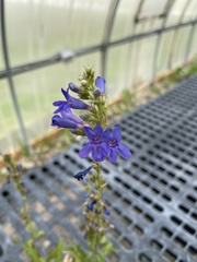 Penstemon humilis