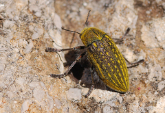 Julodis ehrenbergii