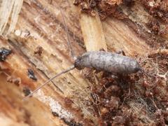 Pogonognathellus flavescens