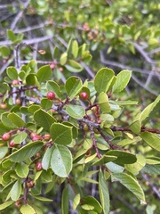 Rhamnus insula