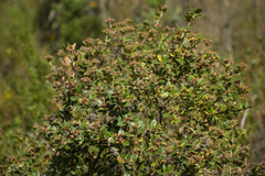 Dasyphyllum ferox