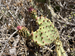 Opuntia caboensis