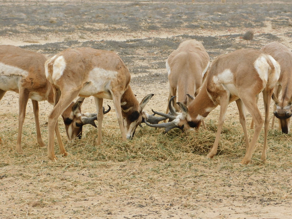 peninsular pronghorn