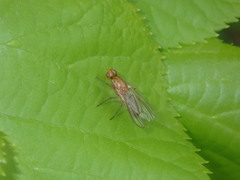 Psila