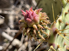 Opuntia caboensis
