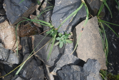 Draba nivalis