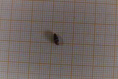 Chondrina avenacea