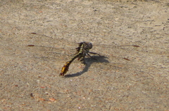 Phanogomphus militaris