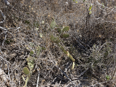 Opuntia caboensis