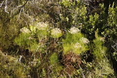 Notobubon capense
