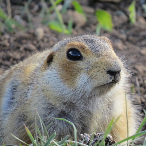 Russet Ground Squirrel