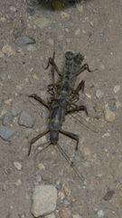 Peruphasma pentlandi