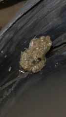 Pleurodema cinereum