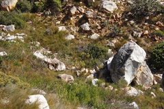 Notobubon capense