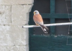 Falco naumanni