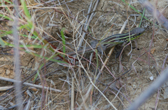 Lacerta diplochondrodes