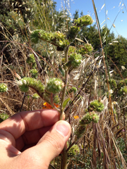 Phacelia imbricata