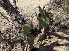 Opuntia caboensis