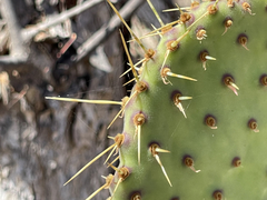 Opuntia caboensis