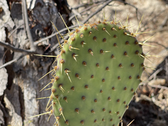 Opuntia caboensis