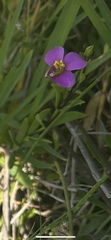 Chironia decumbens