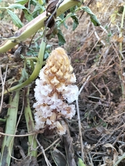 Orobanche crenata