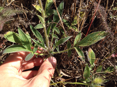 Phacelia imbricata