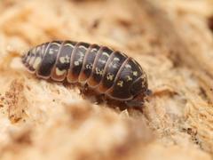 Armadillidium pulchellum